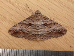 Gastrinodes bitaeniaria