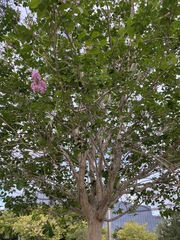 Magnoliopsida