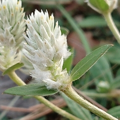 Gomphrena celosioides