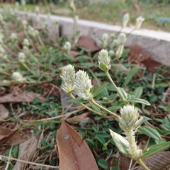 Gomphrena celosioides