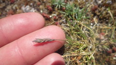 Festuca huonii