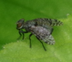 Platystoma seminationis