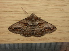 Gastrinodes bitaeniaria