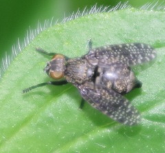 Platystoma seminationis