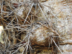Dendrocereus nudiflorus