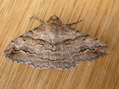 Gastrinodes bitaeniaria