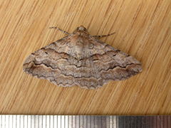 Gastrinodes bitaeniaria