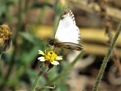 Heliopetes laviana
