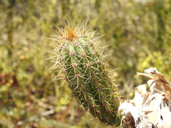 Pilosocereus robinii