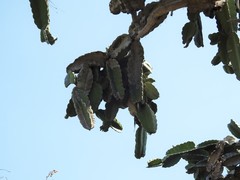 Dendrocereus nudiflorus