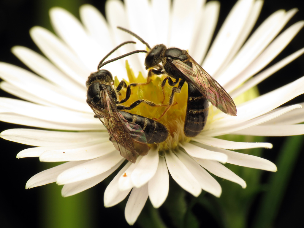 Sweat and Furrow bees