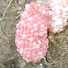 Pomacea