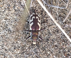 Cicindela lengi