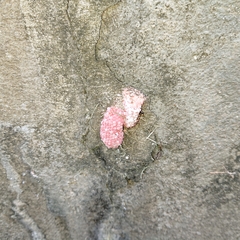 Pomacea