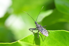 Sphedanolestes lividigaster