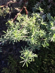 Lupinus arboreus