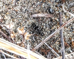 Slaterobius insignis