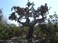 Dendrocereus nudiflorus