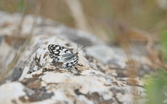 Melanargia ines