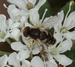 Parhelophilus obsoletus