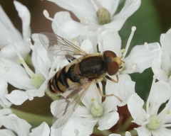 Parhelophilus obsoletus