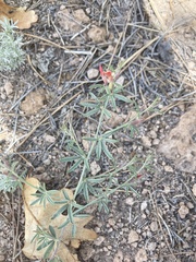 Acmispon wrightii