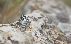 Melanargia ines