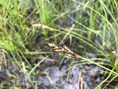 Carex appropinquata
