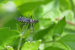 Sphedanolestes lividigaster