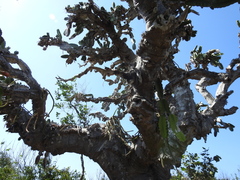 Dendrocereus nudiflorus