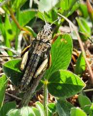 Nocaracris cyanipes