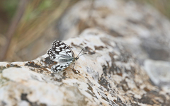 Melanargia ines