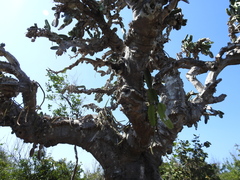 Dendrocereus nudiflorus
