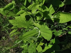 Knautia dipsacifolia