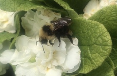 Bombus insularis