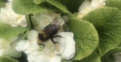 Bombus insularis