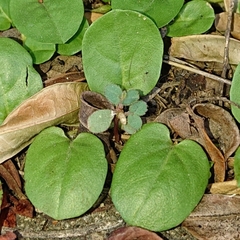 Evolvulus nummularius