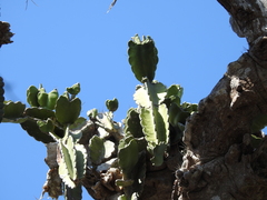 Dendrocereus nudiflorus