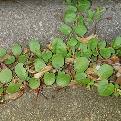 Evolvulus nummularius