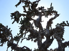Dendrocereus nudiflorus