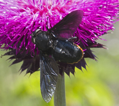 Pangonius funebris