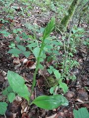 Platanthera bifolia