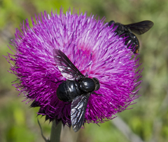 Pangonius funebris