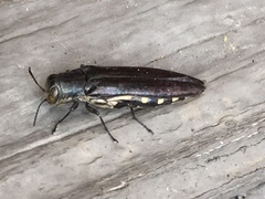 Agrilus difficilis