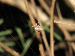 Pozonia