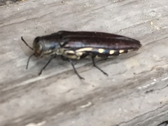 Agrilus difficilis