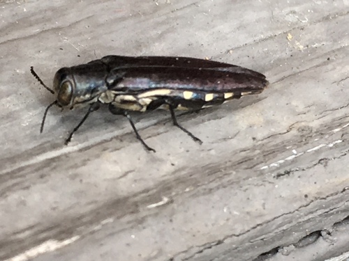 Agrilus difficilis Gory, 1841