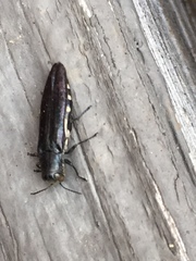 Agrilus difficilis