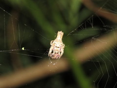 Pozonia