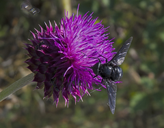 Pangonius funebris